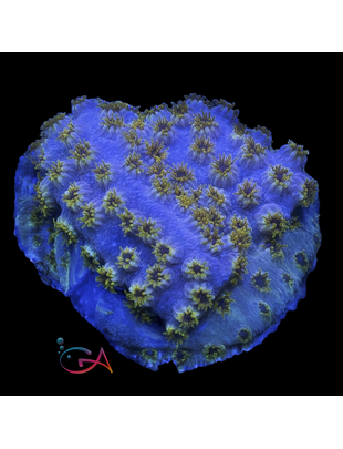Coral - Frag - Cyphastrea - Skittles Bomb