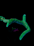 Coral - Frag - Anacropora - Bio Reef Green Goblin