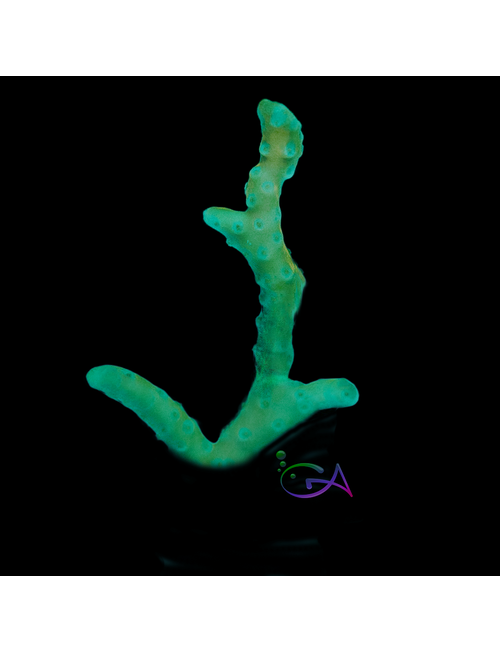 Coral - Frag - Anacropora - Bio Reef Green Goblin