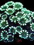 Coral - Frag - Alveopora - Garden of Goodness GA
