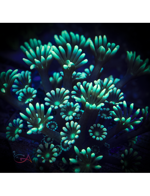 Coral - Frag - Alveopora - Green Thumb GA