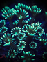 Coral - Frag - Alveopora - Green Thumb GA