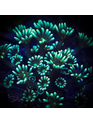 Coral - Frag - Alveopora - Green Thumb GA