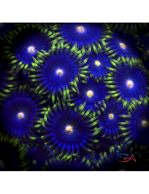 Coral - Frag - Zoa Clementines