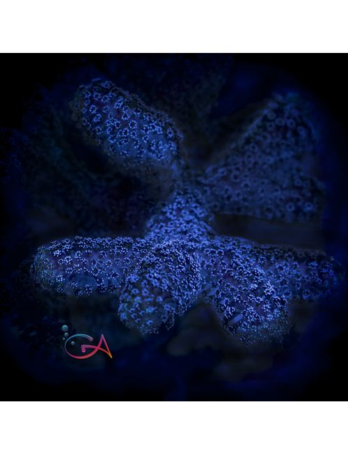 Coral - Frag - Stylophora Purple Rain GA