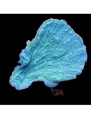 Coral - Frag - Montipora Capricornis - Sweet Mint GA