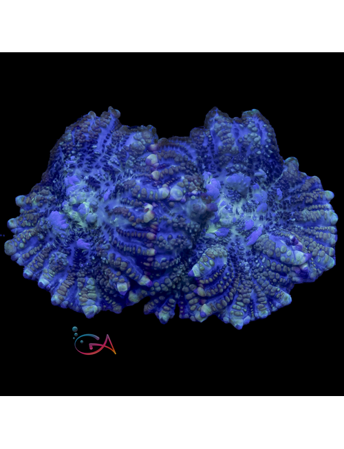 Coral - Frag Mushroom Rhodactis Juggernaut