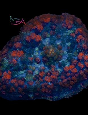 Coral - Frag - Mushroom Rhodactis Sakura MHT
