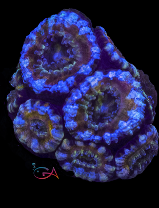 Coral - Frag - Acan Lordhowensis - Gold Digger GA