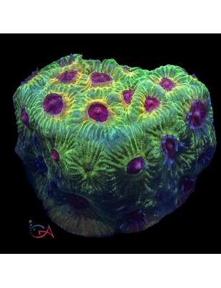 Coral - Frag - Favia - Fascination