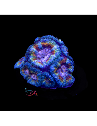 Coral - Frag - Acan Micromussa - Awesome Blossom