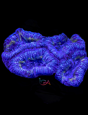 Coral - Frag - Acan Lordhowensis - Peanut Butter & Jelly GA