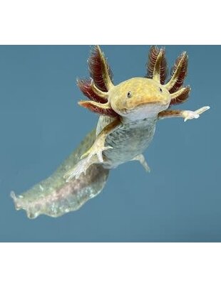 Axolotl - GFP Copper