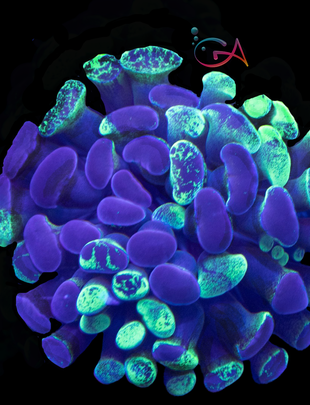 Coral - Frag - Euphyllia Hammer Neon Splatter Paint