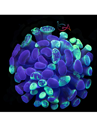 Coral - Frag - Euphyllia Hammer Neon Splatter Paint
