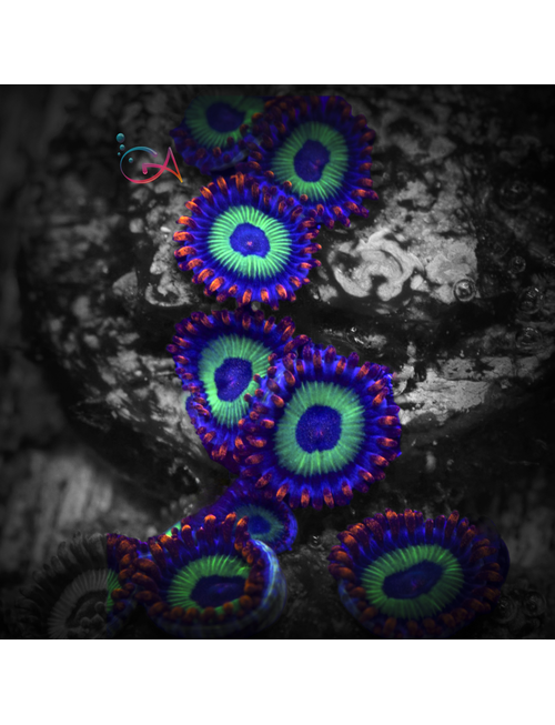 Coral - Frag - Zoa - Emeralds on Fire