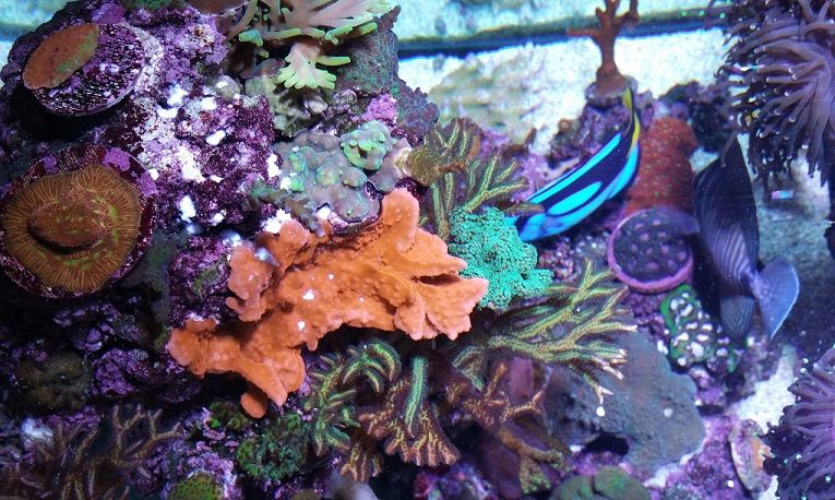 Easiest way to more colorful, faster growing and healthier corals!