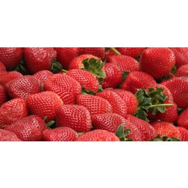 Canada Ejuice Fresh Strawberry