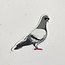 Quick Brown Fox Pigeon Sticker