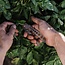 Herb Harvest + Strip Tool Tumbled Black