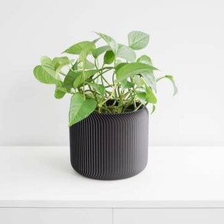 Conifer Conifer Pine Planter Black