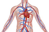Vitamin C and the correct labeling of cardiovascular disease as a form of chronic scurvy.