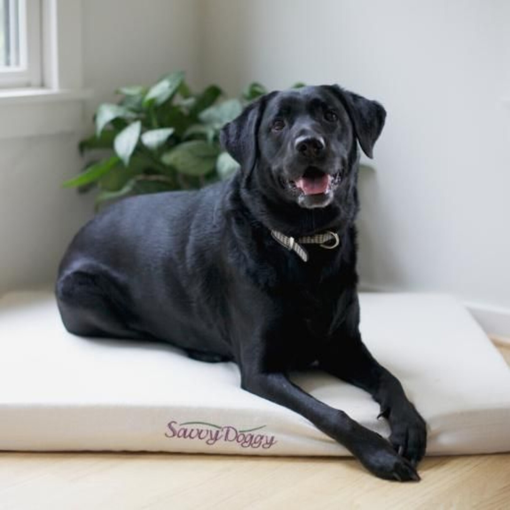 Savvy Dog Bed
