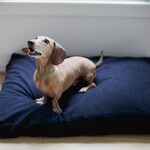 Savvy Dog Bed