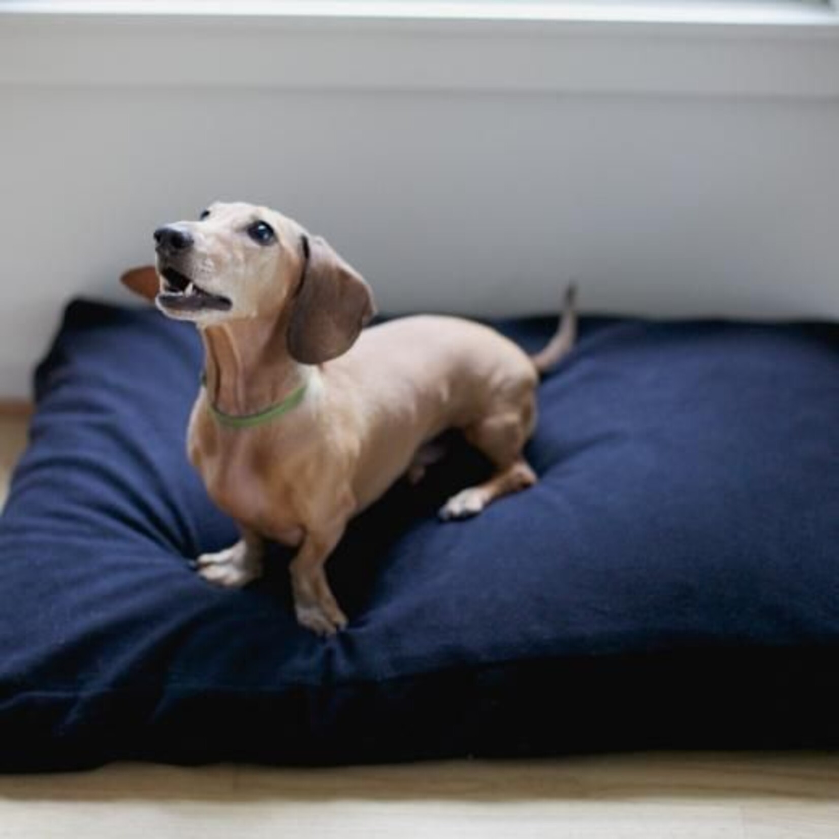 Savvy Dog Bed