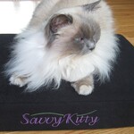 Savvy Kitty Bed 15" x 20"