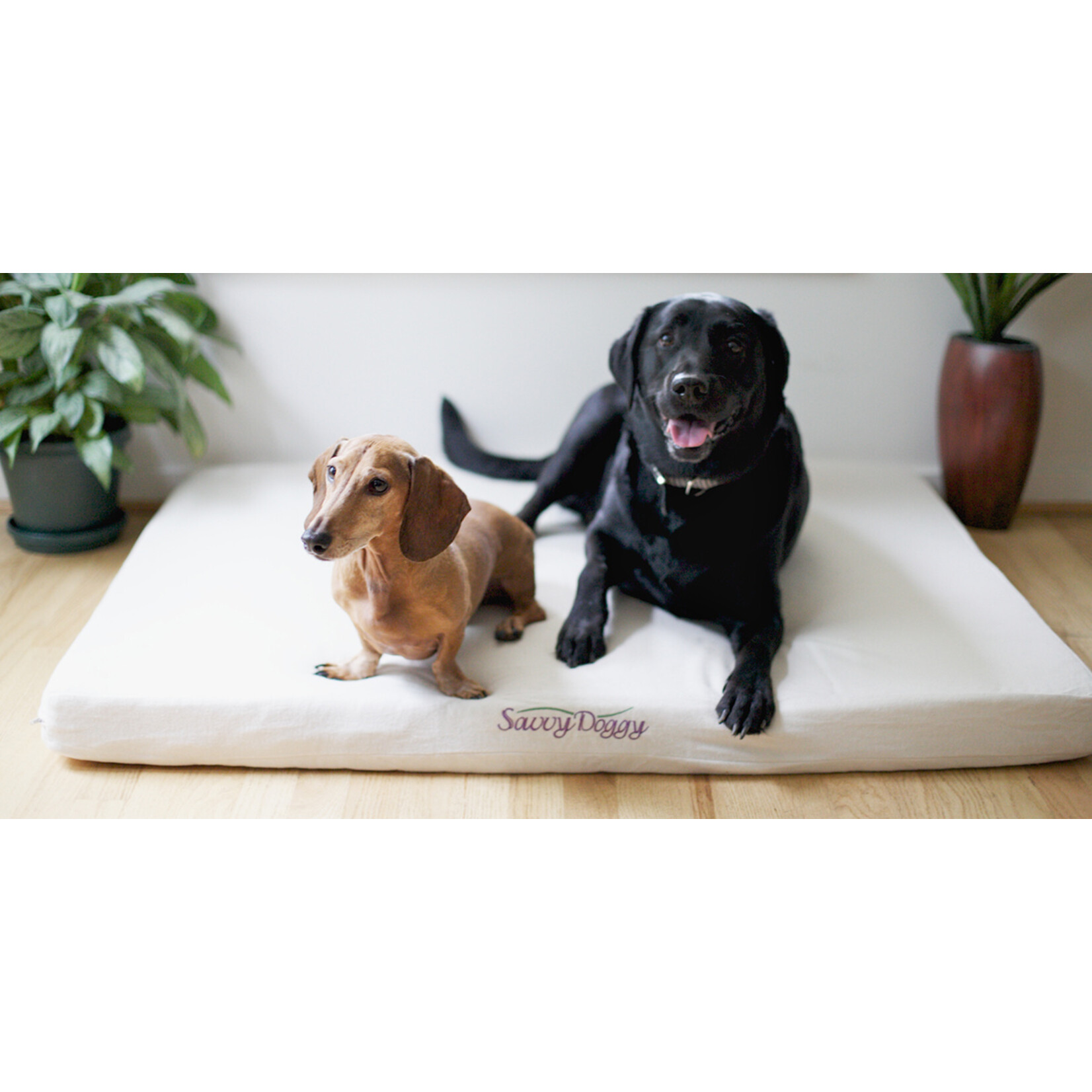 Savvy Dog Bed