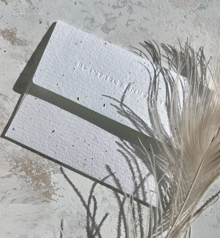 Seedlings Birthday Kitty