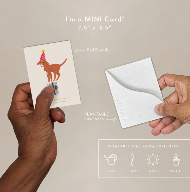 Seedlings Sprout Card