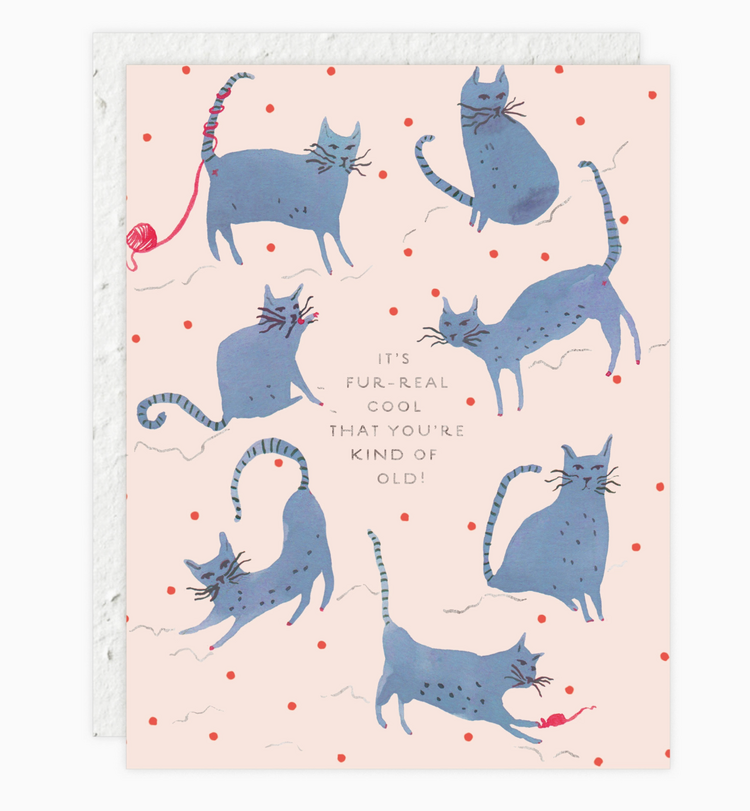 Seedlings Playful Cats