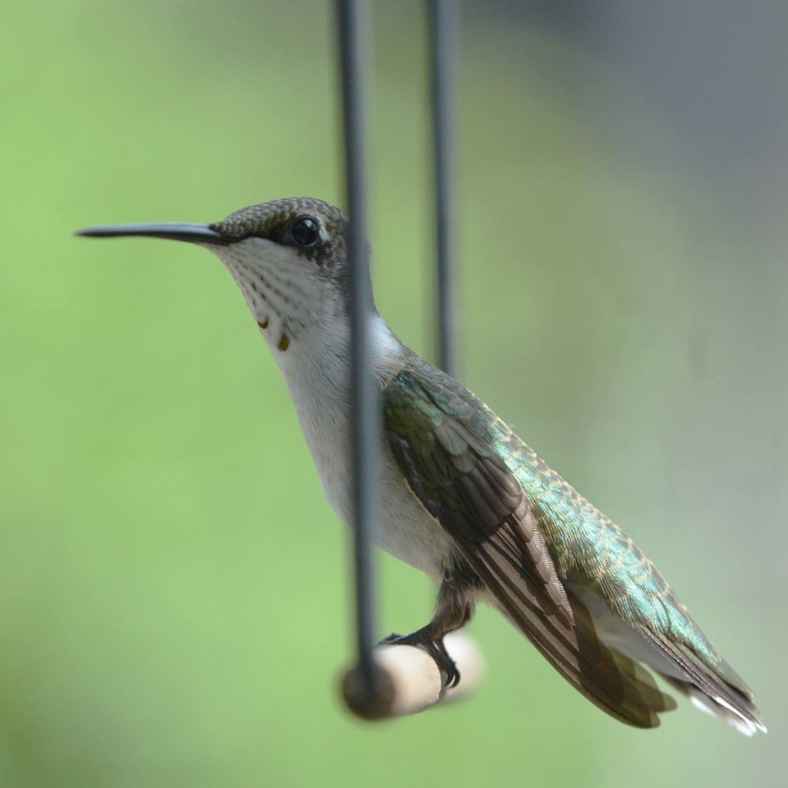 Pop's Birding Pop's Original Hummingbird Swing (Black)