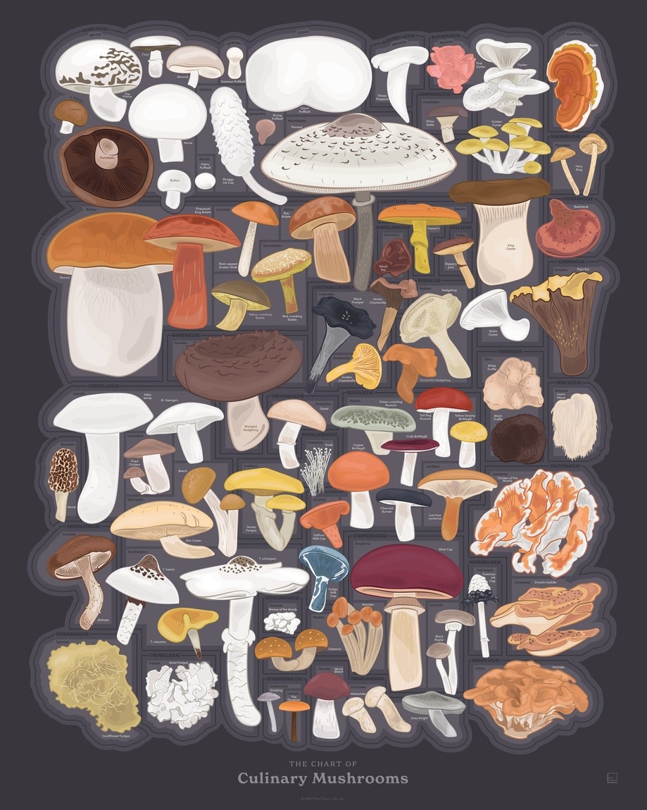 Pop Chart The Chart of Culinary Mushrooms
