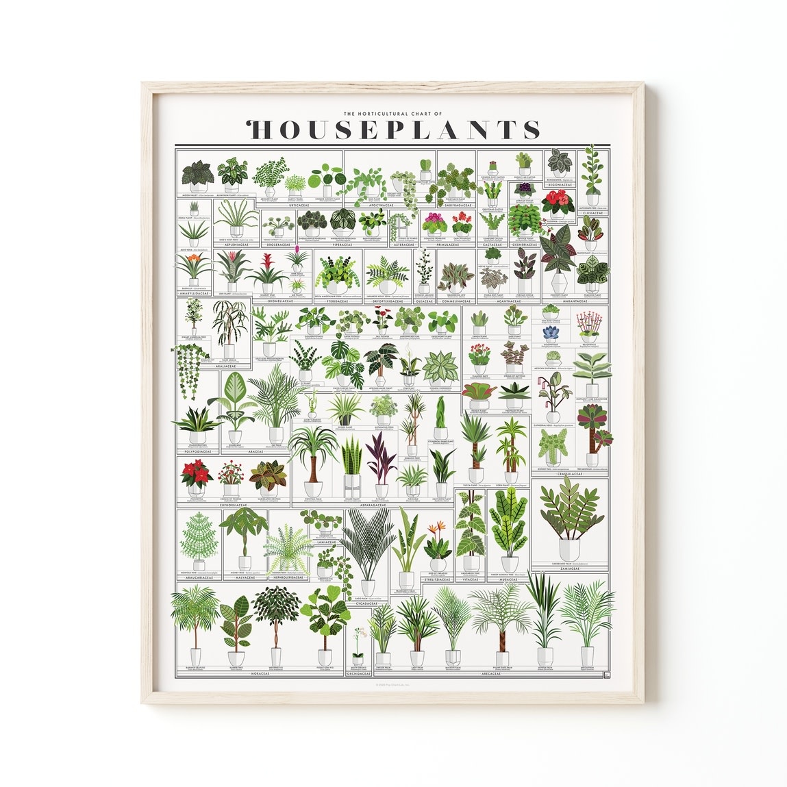Pop Chart The Horticultural Chart of Houseplants