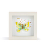 Elisabeth Hays Endlessly Hopeful Yellow Green Butterfly Shadow Box