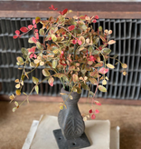 Lancaster & Vintage 12" Bog Pimpernel Bush | RED