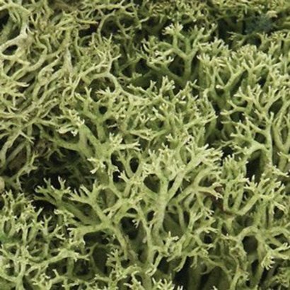 WOO - Woodland Scenics 785- L161 Lichen Spring Green 1.5 Quarts