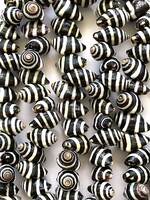 Zebra Shell Strand Strand