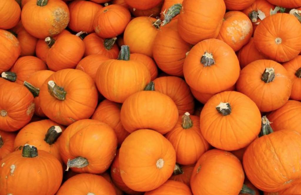 October 27th Newsletter