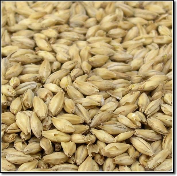 2 Row Barley Philly Homebrew Outlet