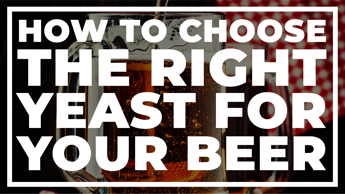 How to Choose the Right Yeast for Your Beer