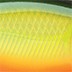 Rapala Rapala X-Rap Twitchin' Mullet 08