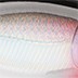 Rapala Rapala X-Rap Twitchin' Mullet 08