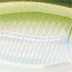Rapala Rapala X-Rap Twitchin' Mullet 08