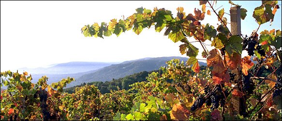 Winery of the Month: Mount Eden