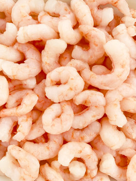 Northern shrimps