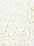 Basmati rice